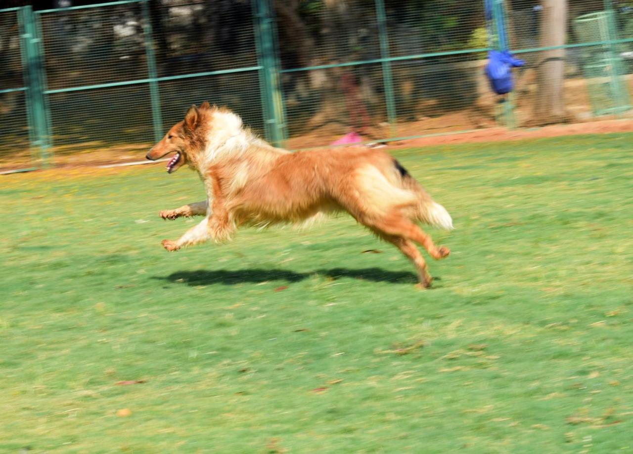 Manas Resort With Petting Zoo, Igatpuri Exteriér fotografie